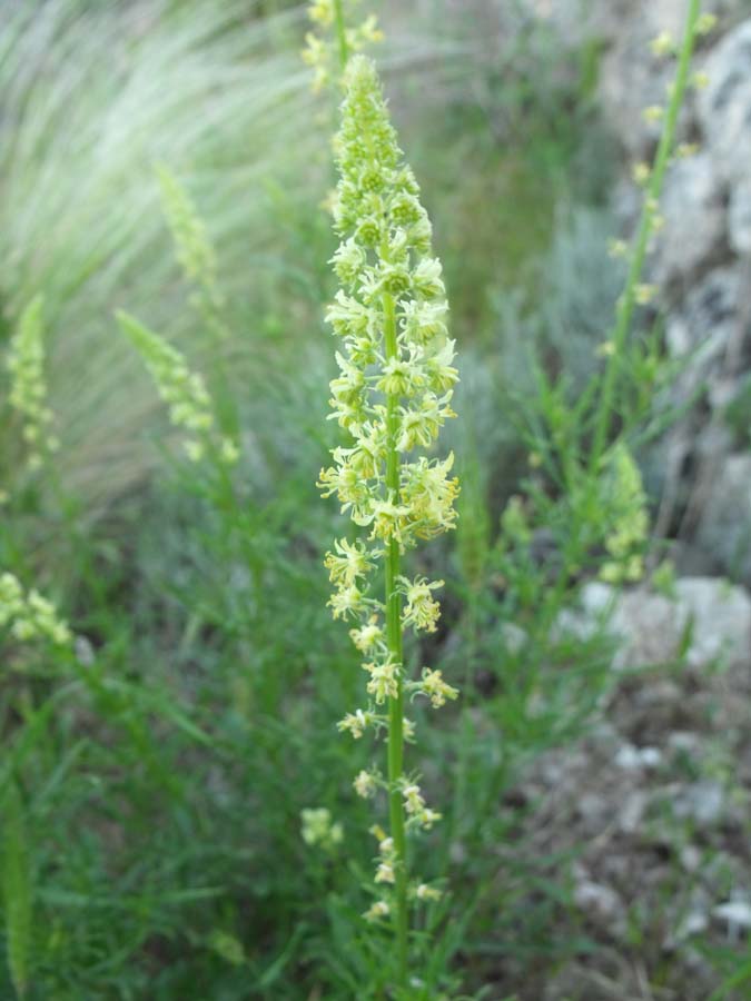 Confronto tra due Reseda: R. lutea e R. alba